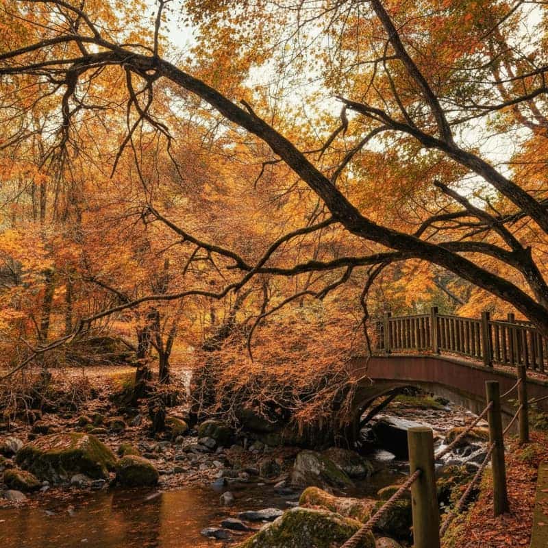 [원주/당일] 단풍 투어🍁 소금산 그랜드밸리 케이블카/출렁다리+치악산 구룡사+더덕구이 사진 7