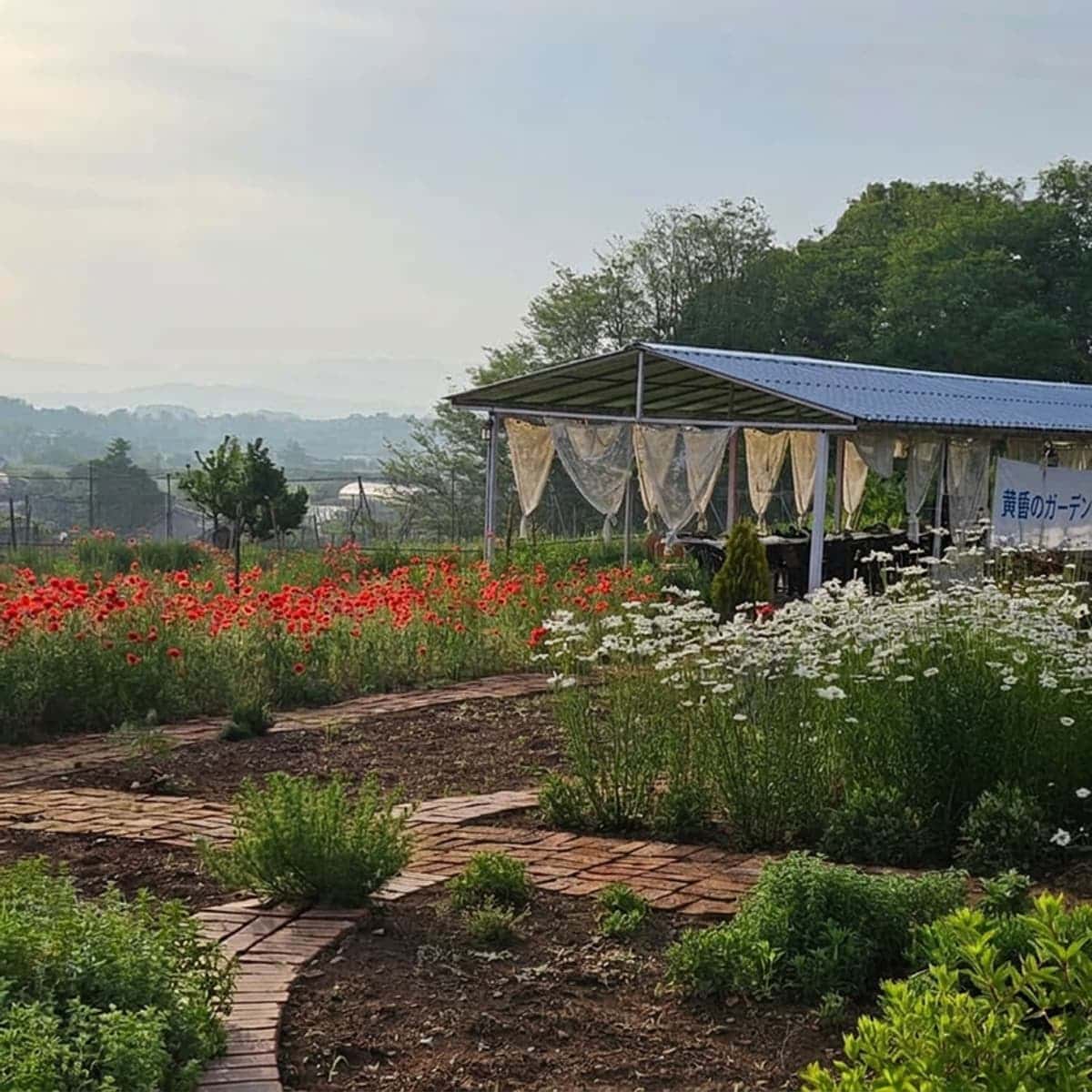 [益山（イクサン）/日帰り] 春とローラ治癒農場 - 五感パームクニック（Five Senses Farmnic） 🧺🌿の写真8