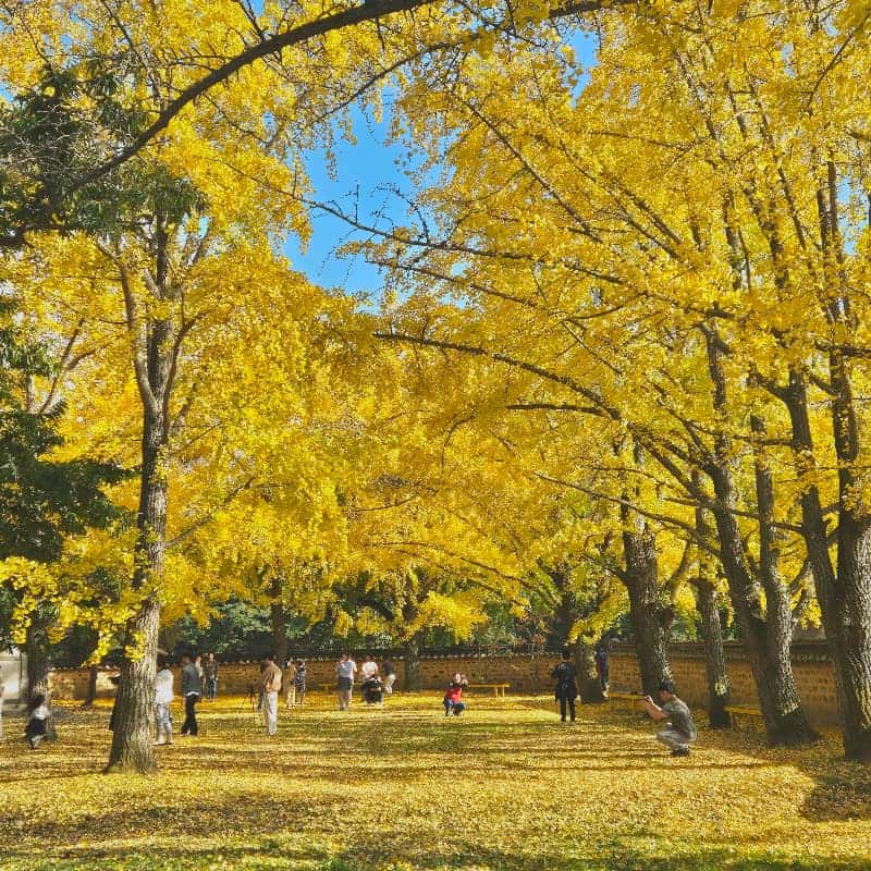 [당일/보령] 호밀빨대와 땅콩기차투어 제공 ㅣ 너랑노랑 은행마을 걷쮸 🌾 사진 3