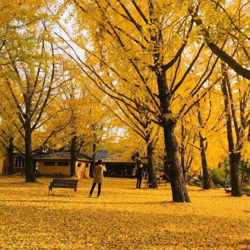 [당일/보령] 호밀빨대와 땅콩기차투어 제공 ㅣ 너랑노랑 은행마을 걷쮸 🌾 사진 4
