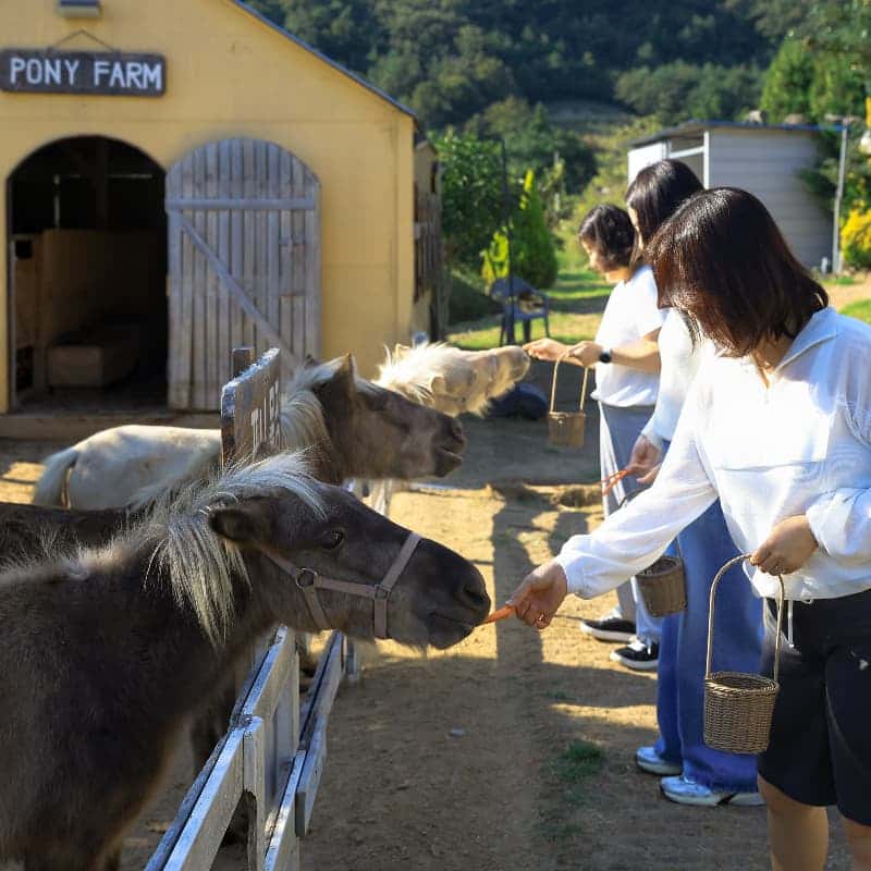 [1박/완도] 치유농장 아내의정원 ㅣ 카라반 + 압화체험 + 해산물바베큐 🌷 사진 4