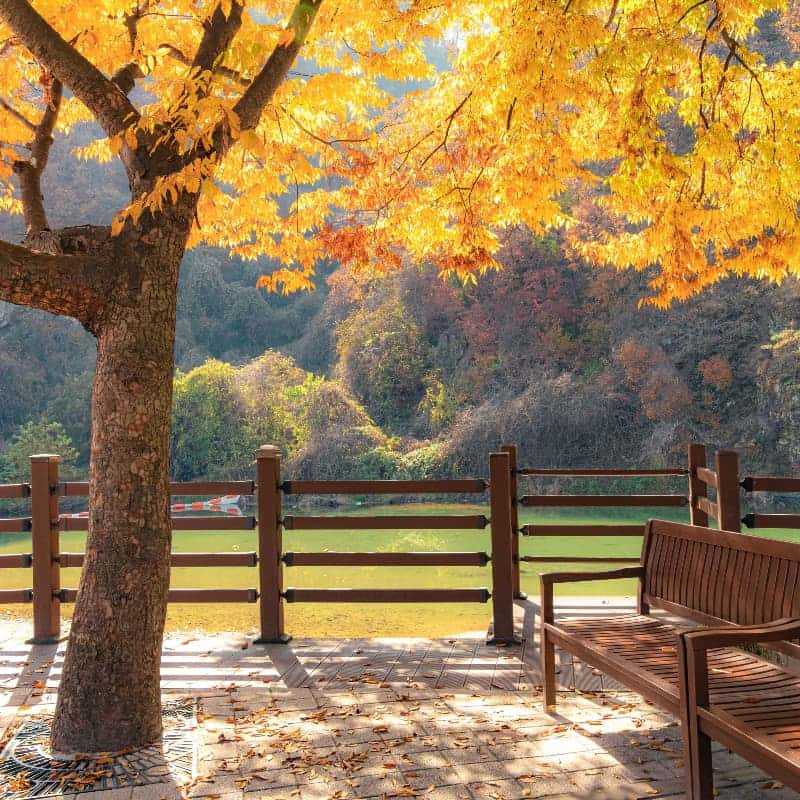 [원주/당일] 단풍 투어🍁 소금산 그랜드밸리 케이블카/출렁다리+치악산 구룡사+더덕구이 사진 5