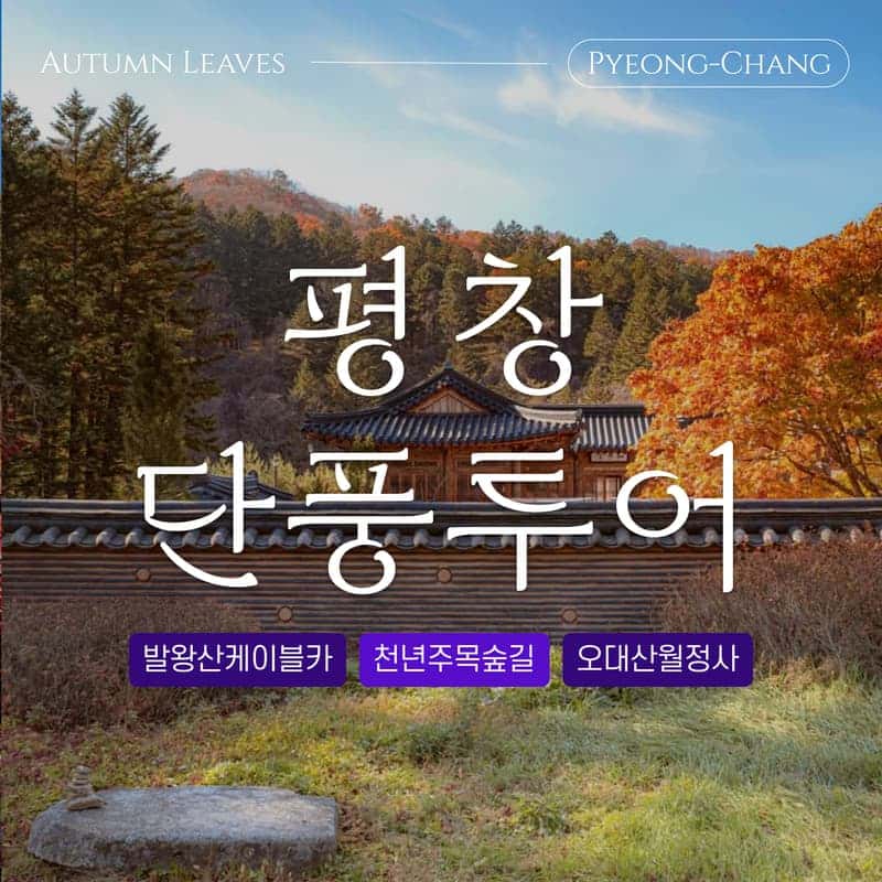 [평창/당일] 단풍 투어🍁 발왕산케이블카+천년주목숲길+오대산 월정사전나무숲+산채정식 사진 1