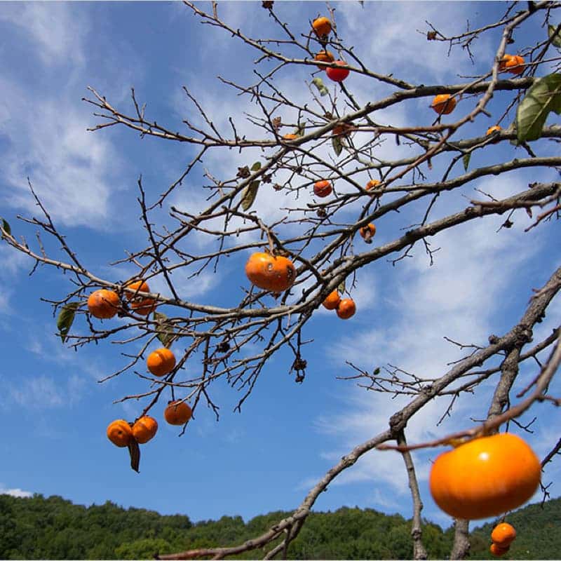 [1박/합천] 이책골에서 1박 2일, 촌스러운 불멍과 힐링 체험🍂🍅 사진 3