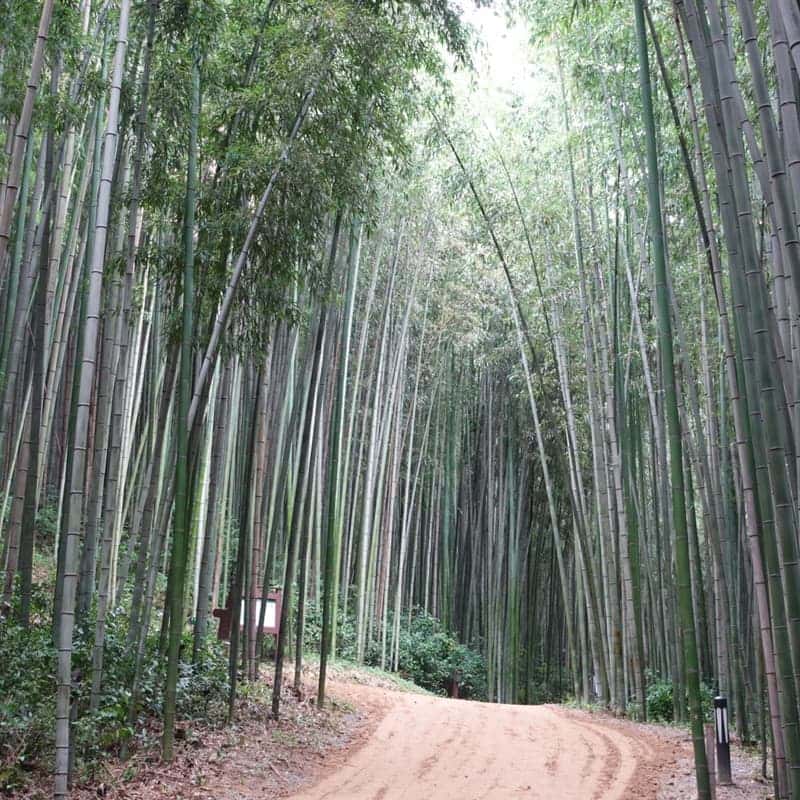 [당일/담양] 곤충으로 만드는 지속가능한 내일, 미래 단백질 체험🐛✨ 사진 6