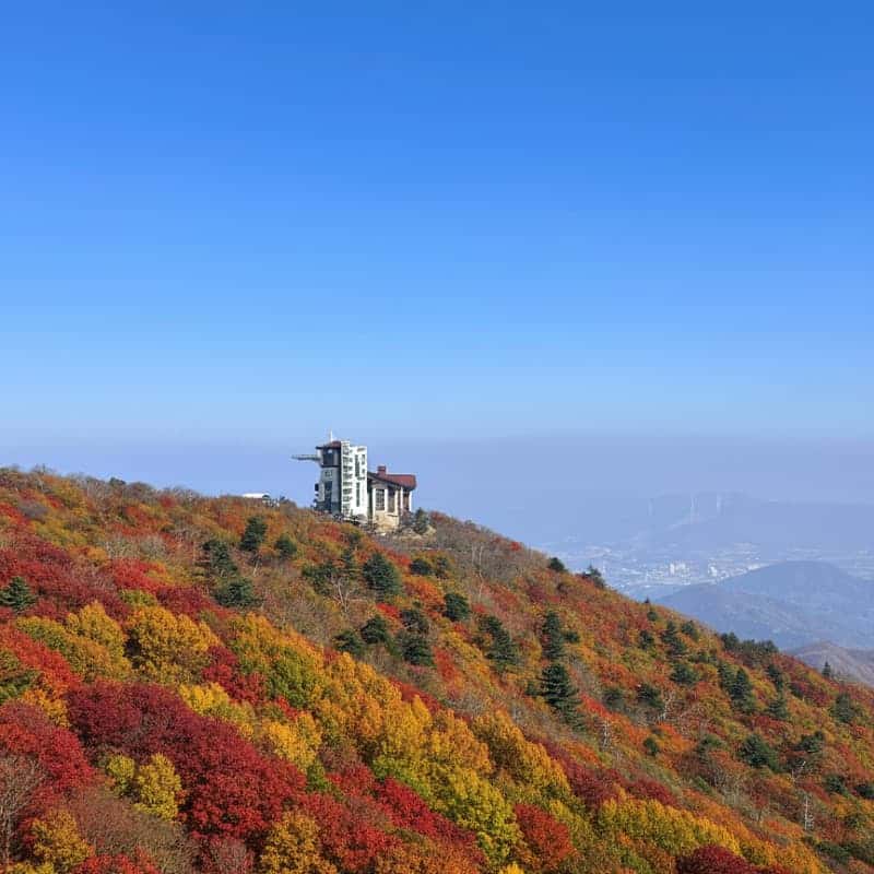 [평창/당일] 단풍 투어🍁 발왕산케이블카+천년주목숲길+오대산 월정사전나무숲+산채정식 사진 3