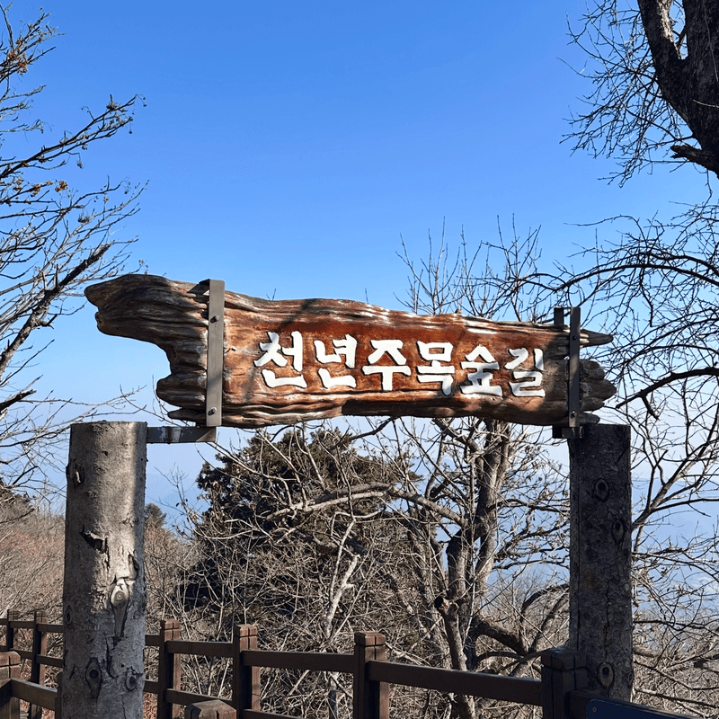 [평창/당일] 단풍 투어🍁 발왕산케이블카+천년주목숲길+오대산 월정사전나무숲+산채정식 사진 5