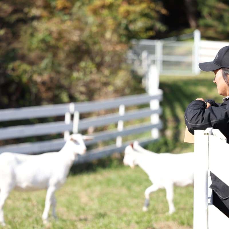 [당일/청양] 오감만족 알프스마을ㅣ고구마경단+동물먹이주기🐰🌿 사진 1