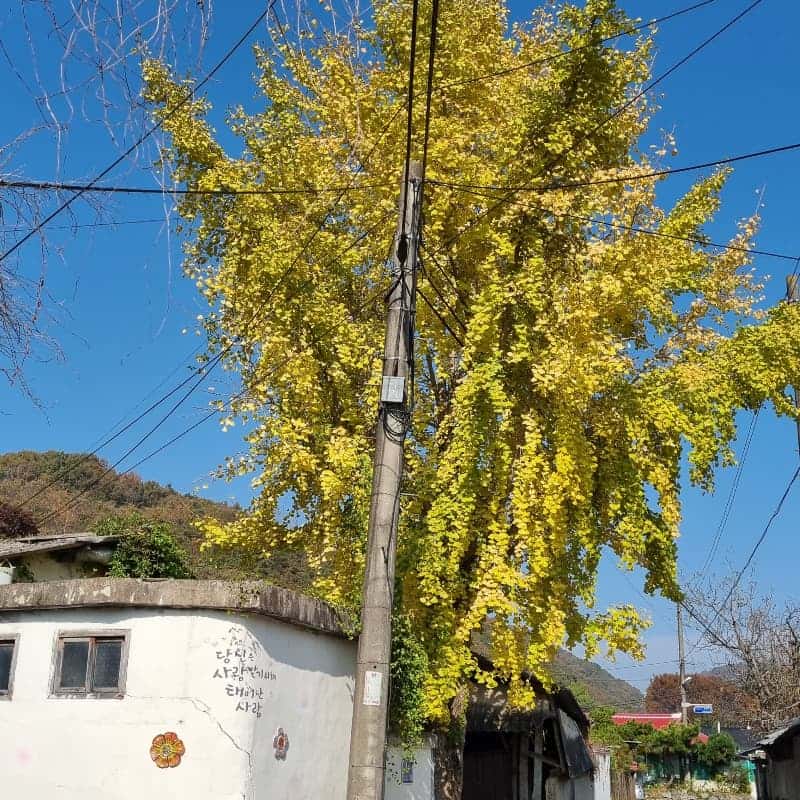[임실/당일] 다락골 콩마을에서 고추장&멧돌두유 만들기 체험🌾🍯 사진 1