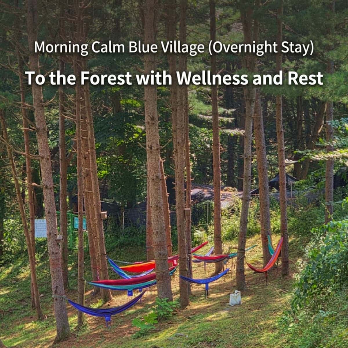 [Gyeonggi/Gapyeong] To the Forest of Rest, Morning Calm Blue Village 2D1N Healing Stay