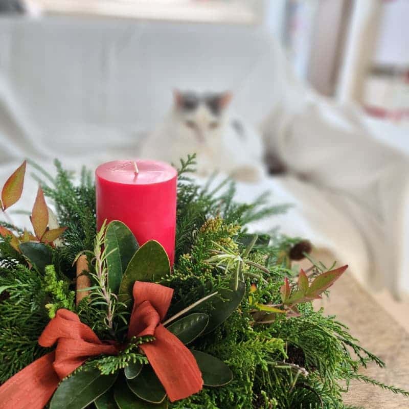 자연재료로 만드는 특별한 <크리스마스 센터피스> 감귤 시즌 WINTER 클래스 사진 1