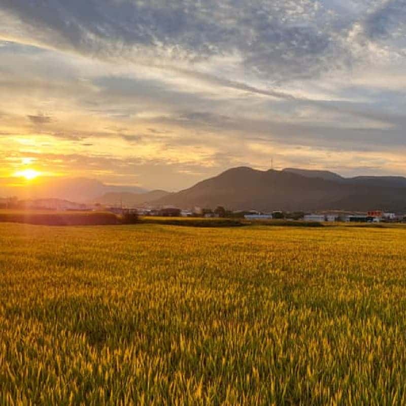 [칠곡/당일] 웰니스리트릿 ㅣ 아로마 싱잉볼명상 + 한입한쌈 도시락 + 학요가 🦩🪭 사진 8
