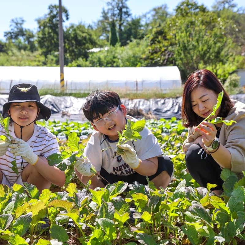 [인천/당일] 강화 달빛 섬김치 꾸러미 체험 🥬🌶️  사진 4