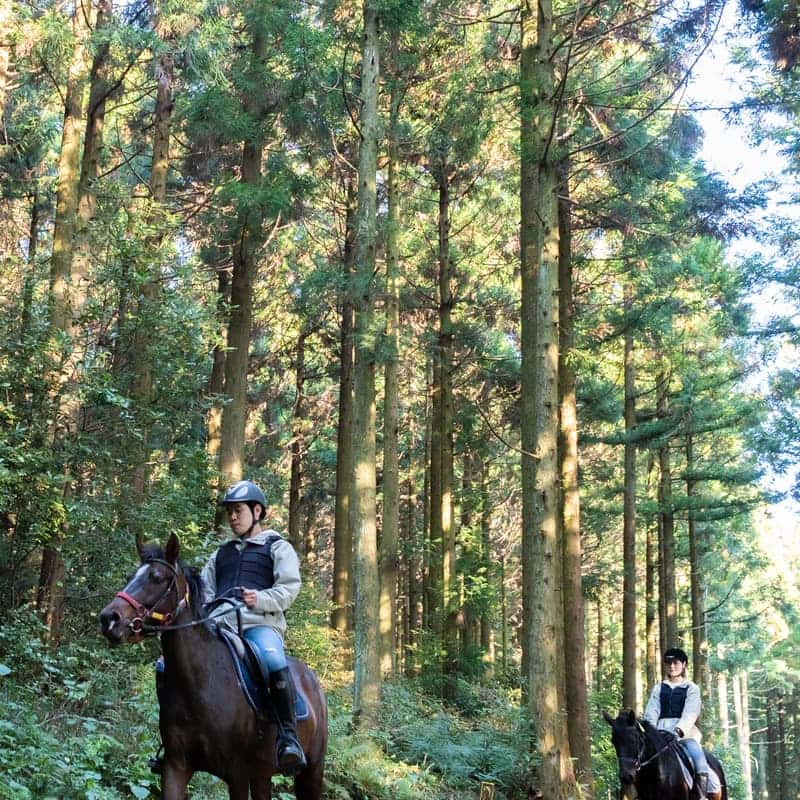 [제주/당일] 제주마와 함께하는 승마체험 + 귤꽃차 체험 🐎🍊 사진 2