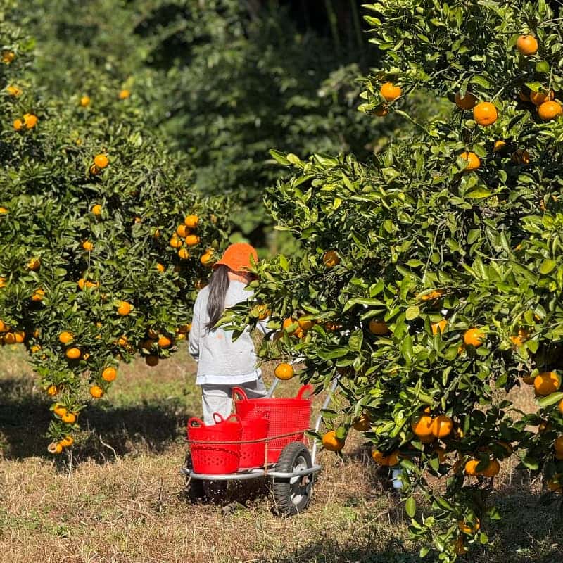 귤밭에 머무는 시간-농부체험(직접 딴 귤과 편지를 담아 5KG 친환경감귤 선물 보내기) 사진 2