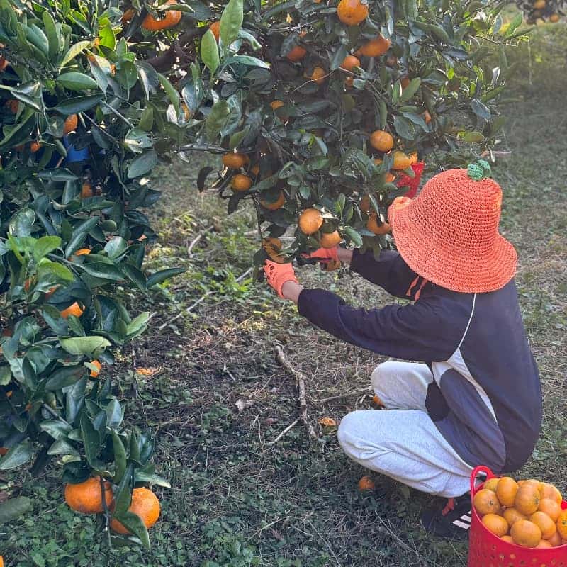 귤밭에 머무는 시간-농부체험(직접 딴 귤과 편지를 담아 5KG 친환경감귤 선물 보내기) 사진 3