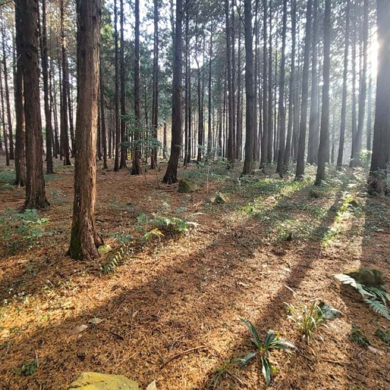[해남/1박] 땅끝 숲으로 떠나는  육감 힐링 여행🧘🏻‍♀️