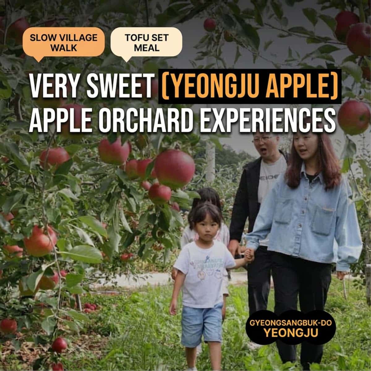 [Yeongju/1 Night] Hanbamsil Village Walk, Rural Experience Filled with Apple Scent 🍎 photo 1