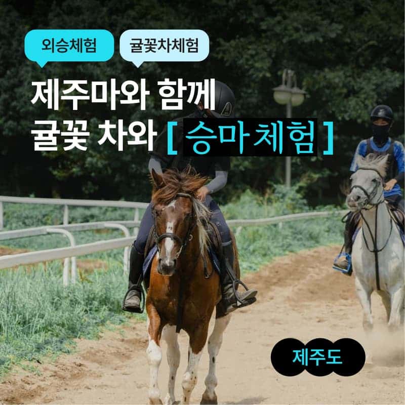 [제주/당일] 제주마와 함께하는 승마체험 + 귤꽃차 체험 🐎🍊 사진 1