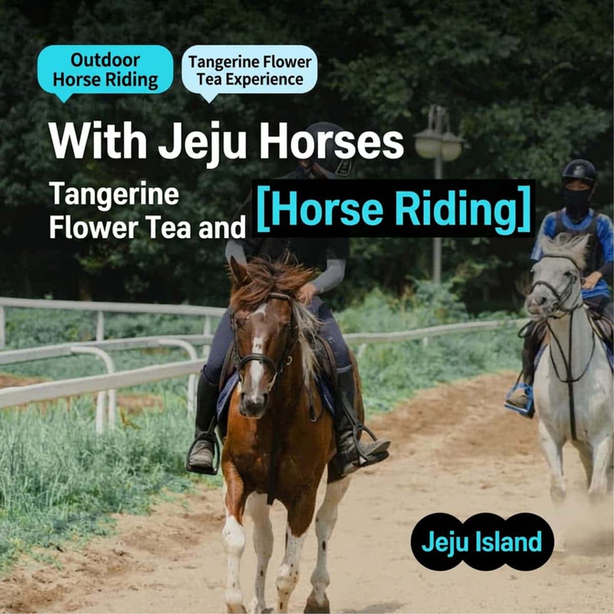 [Jeju/Same-day] Horseback Riding Experience with Jeju Horses + Tangerine Flower Tea Experience 🐎🍊 photo 1