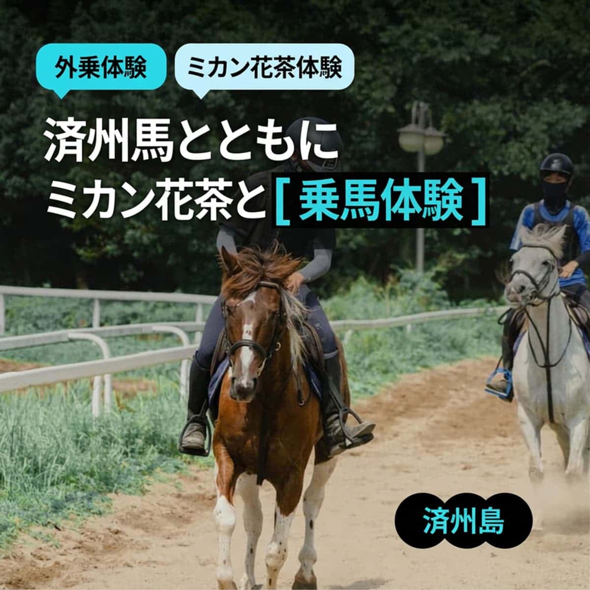 [済州/当日] 済州馬と共にする乗馬体験 + 蜜柑の花茶体験 🐎🍊の写真1