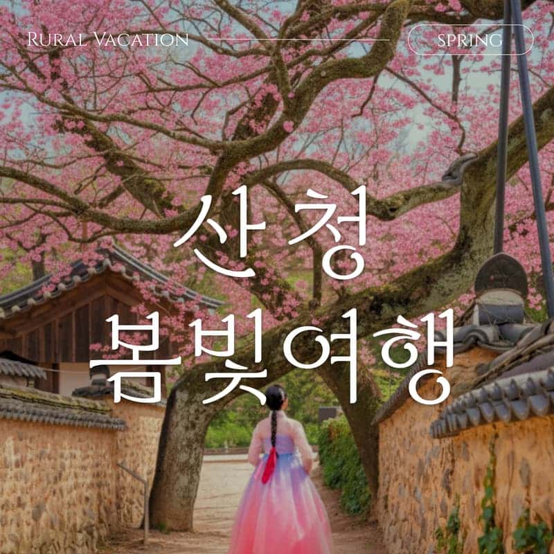 [산청/1박] 한방 웰니스의 도시, 봄빛 산청 패키지여행 🌸