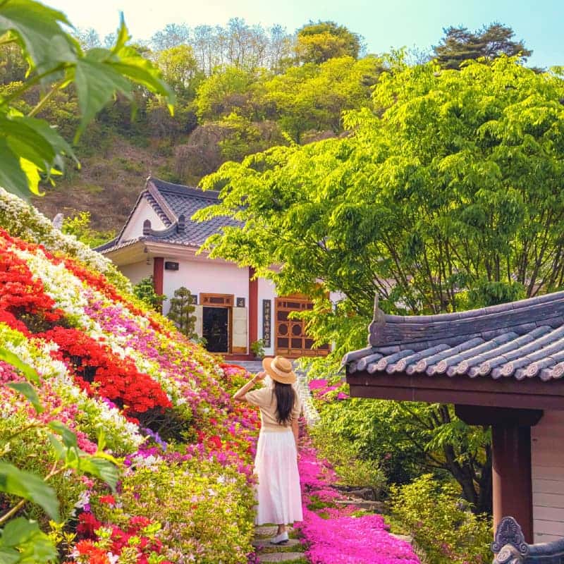 [산청/1박] 한방 웰니스의 도시, 봄빛 산청 패키지여행 🌸 사진 3