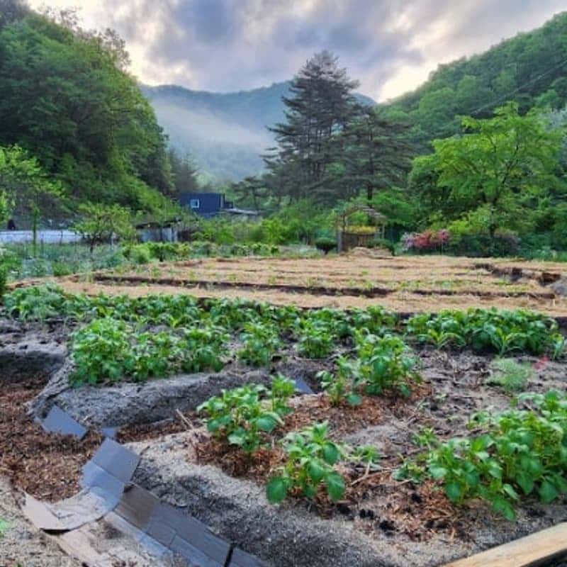 [영월,두산청옥계곡] 숲속 아늑한 퍼머컬처 가든 스테이 체험 사진 4