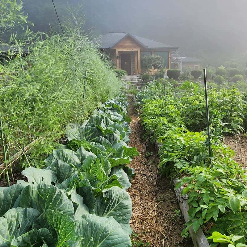 [영월,두산청옥계곡] 숲속 아늑한 퍼머컬처 가든 스테이 체험 사진 7
