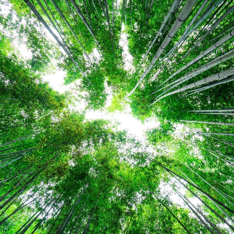 [담양/1박] 대숲마실 담양 패키지여행 ㅣ 죽녹원+메타세콰이아+남도미식🎋 사진 7