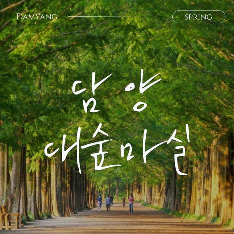 [담양/1박] 대숲마실 담양 패키지여행 ㅣ 죽녹원+메타세콰이아+남도미식🎋