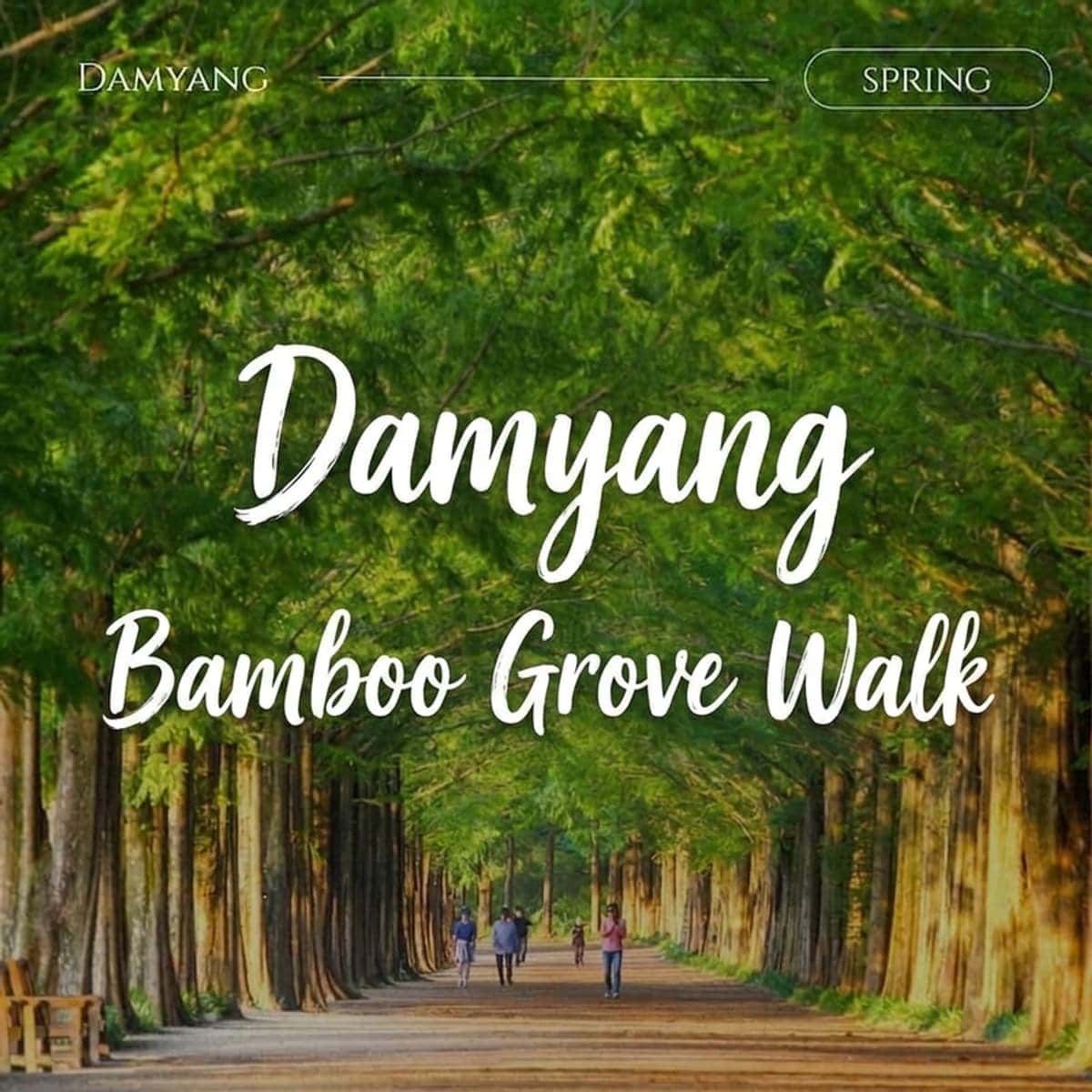 [Damyang/1 Night] Bamboo Forest Stroll Damyang Package Tour | Juknokwon+Metasequoia+Namdo Gourmet🎋