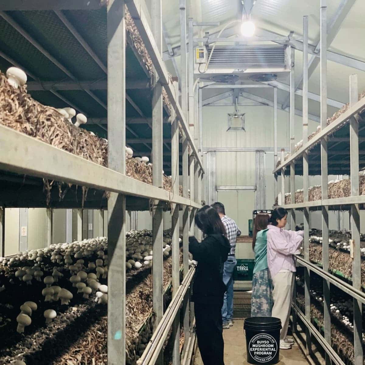 [Buyeo/1-Night] Countryside Village Summer Vacation Group Tour | BBQ + Rustic Meals + Water Play + Pizza Making + Button Mushroom Harvesting photo 8