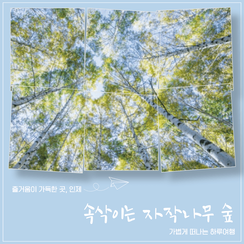 [인제/당일]속삭이는 자작나무 숲