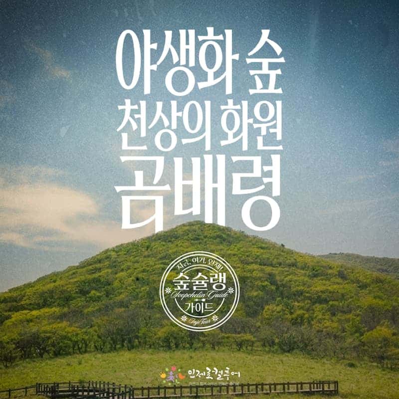 [인제/숙박]야생화의 숲 천상의 화원, 곰배령 사진 1