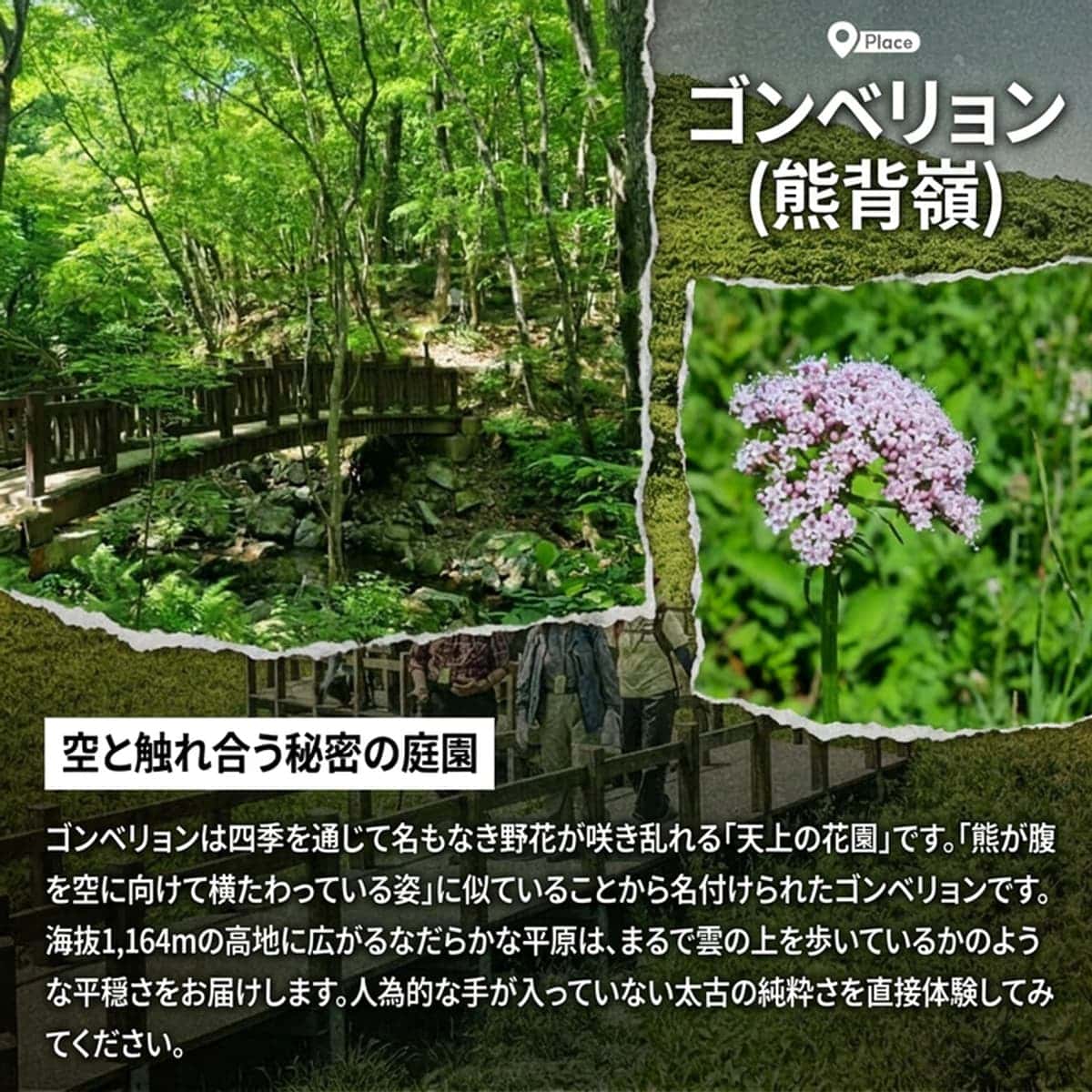 [麟蹄(インジェ)/宿泊]野生花の森、天上の花園、ゴンベリョン(熊腹嶺)の写真2