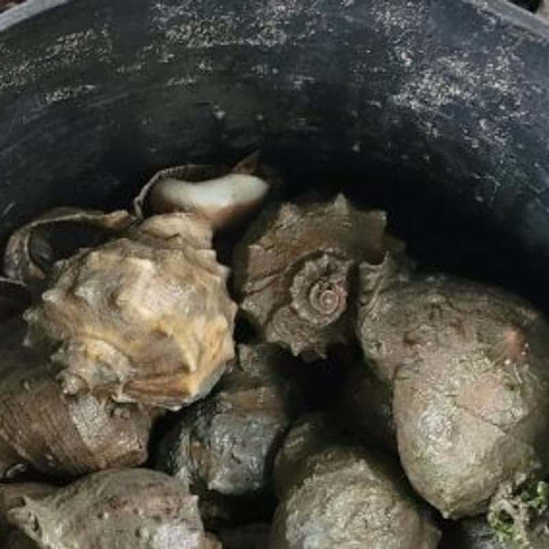 [仁川/1泊] 干潟体験と三食ごはんの紫月島（チャウォルド）島旅行！手ぶらでお越しくださいの写真7