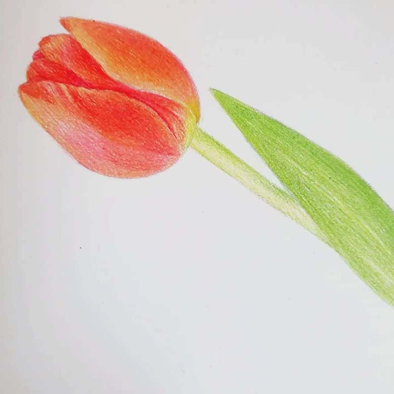 색연필 꽃그림 그려요^^(보태니컬 아트) 사진 3