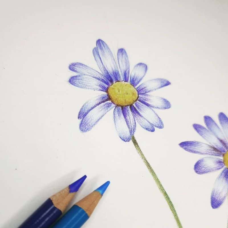 색연필 꽃그림 그려요^^(보태니컬 아트) 사진 4