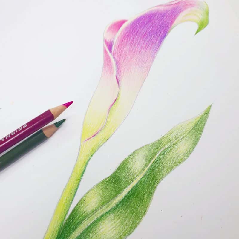색연필 꽃그림 그려요^^(보태니컬 아트) 사진 6