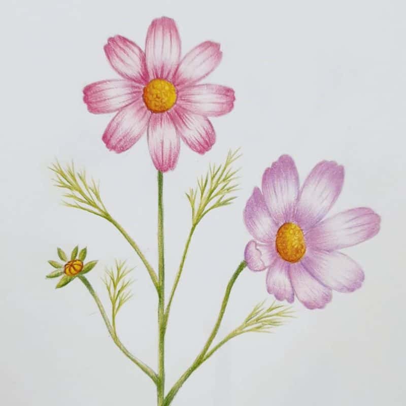 색연필 꽃그림 그려요^^(보태니컬 아트) 사진 7