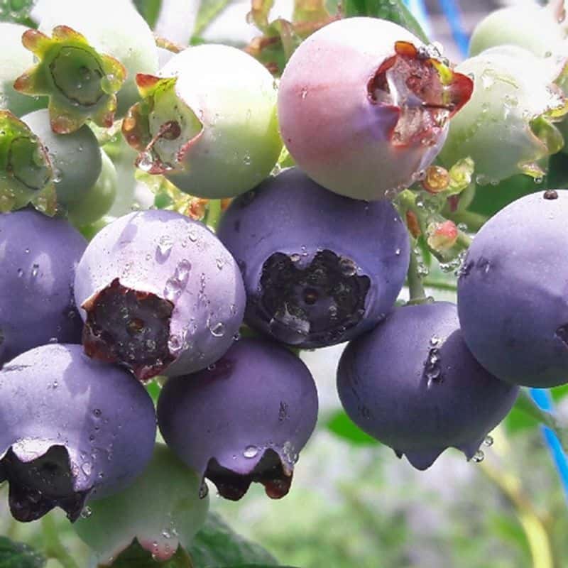 [서귀포] 정원 속 피크닉+블루베리 잼 만들기 사진 8