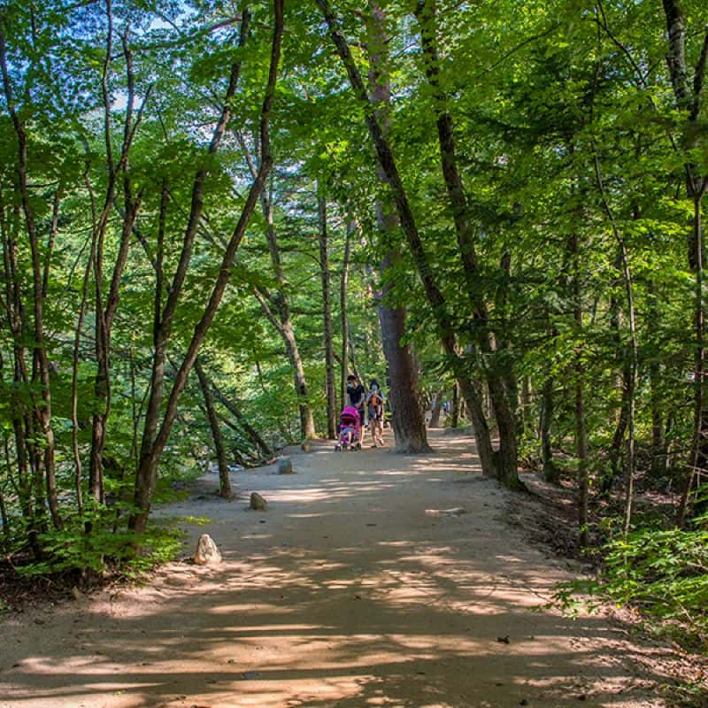 [평창] 명소 뚜벅이 여행 : 오대산과 삼양목장 사진 1