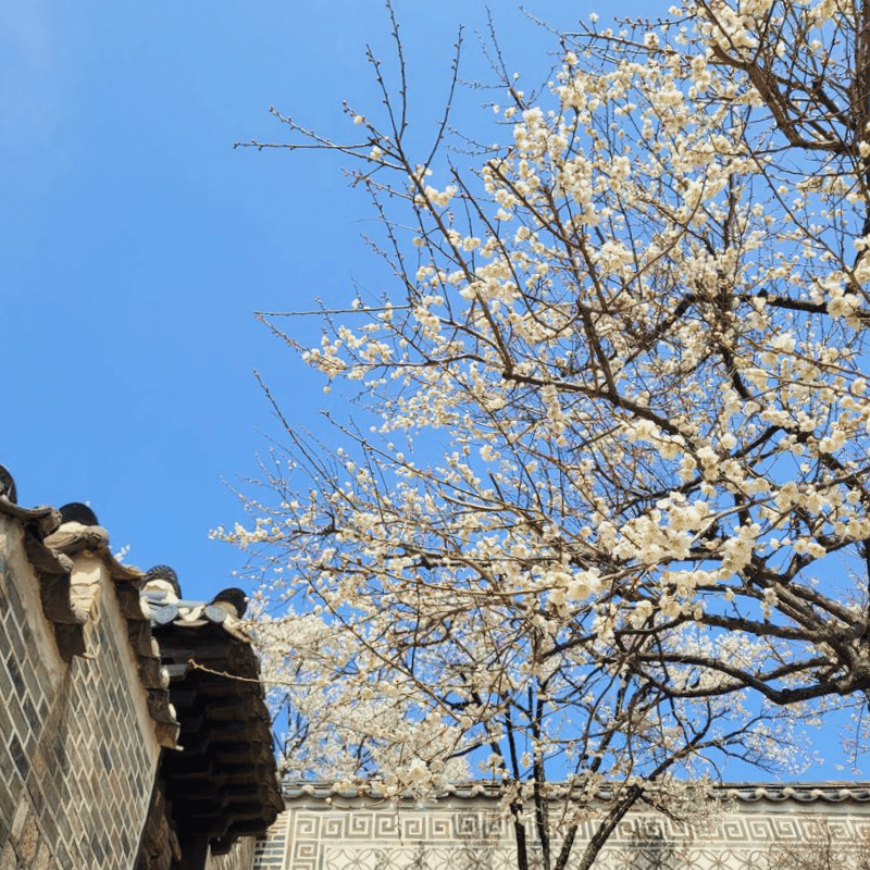 [당일/서울] 창덕궁, 왕이 사랑한 궁궐 사진 3