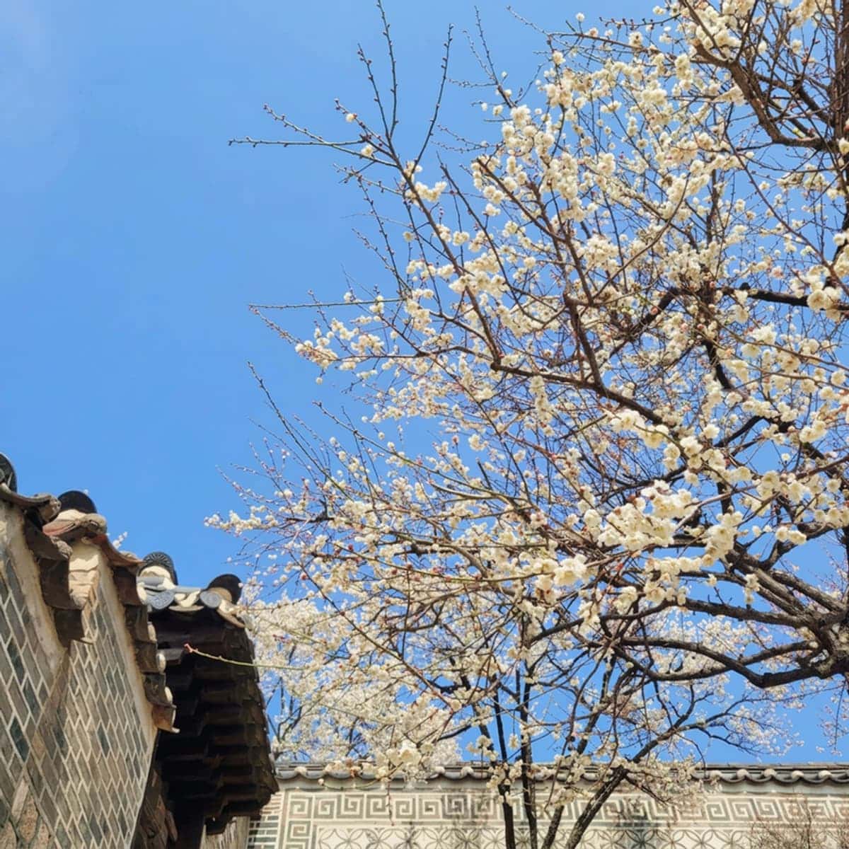 [当日/ソウル] 昌徳宮（チャンドックン）、王が愛した宮殿の写真3