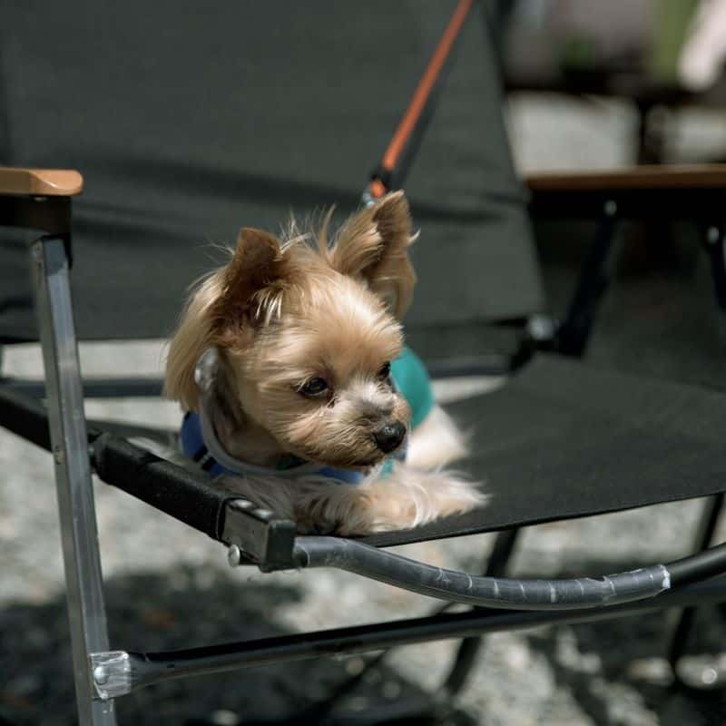 [1박/강릉] 안반데기, 차박+반려견동반+은하수 사진 4