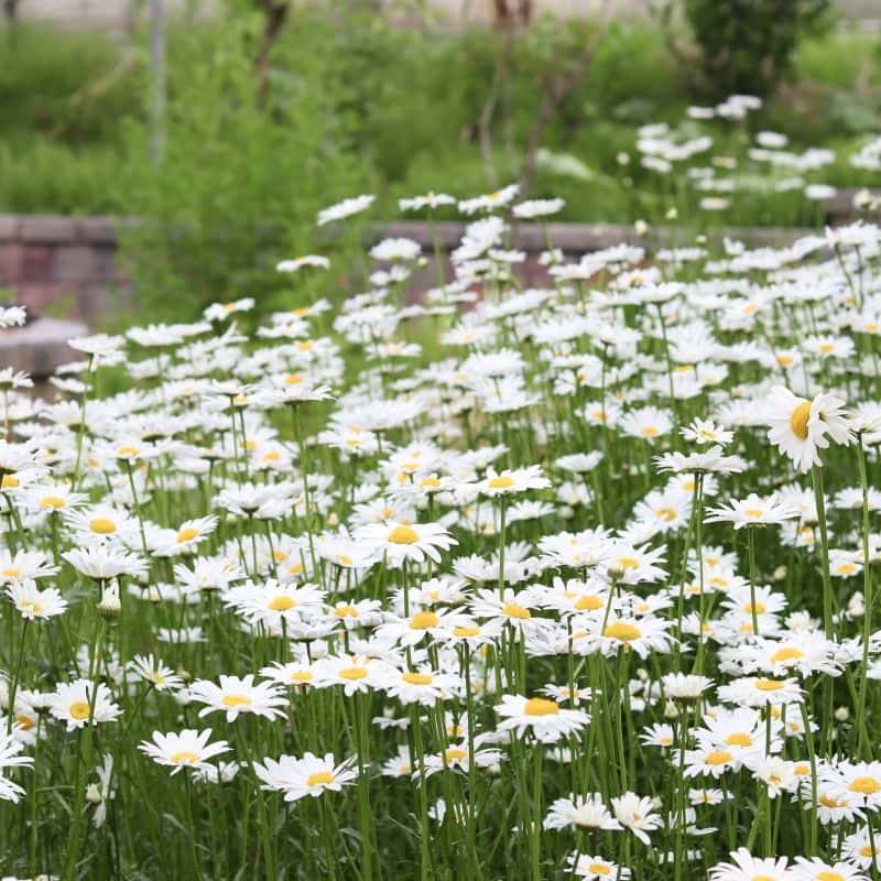 [화순] 허브농원, 허브오일체험+식사2끼+숙소 사진 8