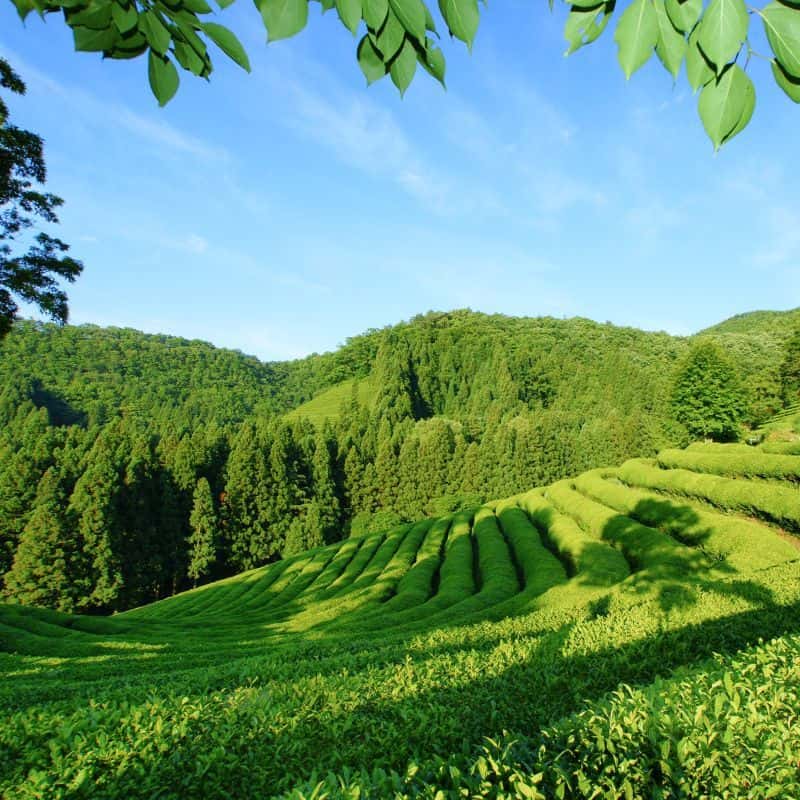 [보성] 복층황토방, 농원투어+녹돈삼겹살 사진 7