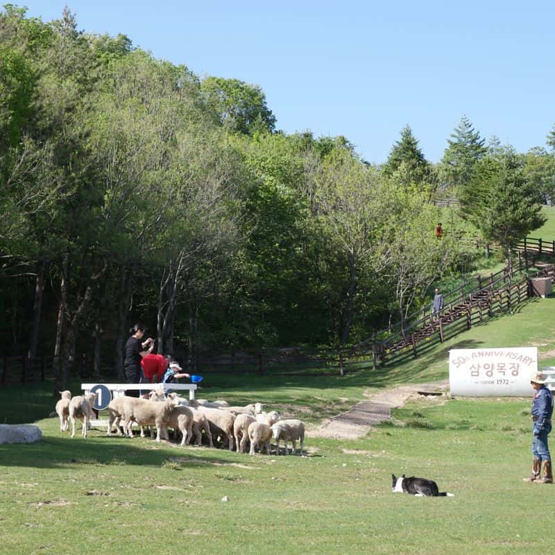 [평창] 명소 뚜벅이 여행 : 오대산과 삼양목장 사진 3