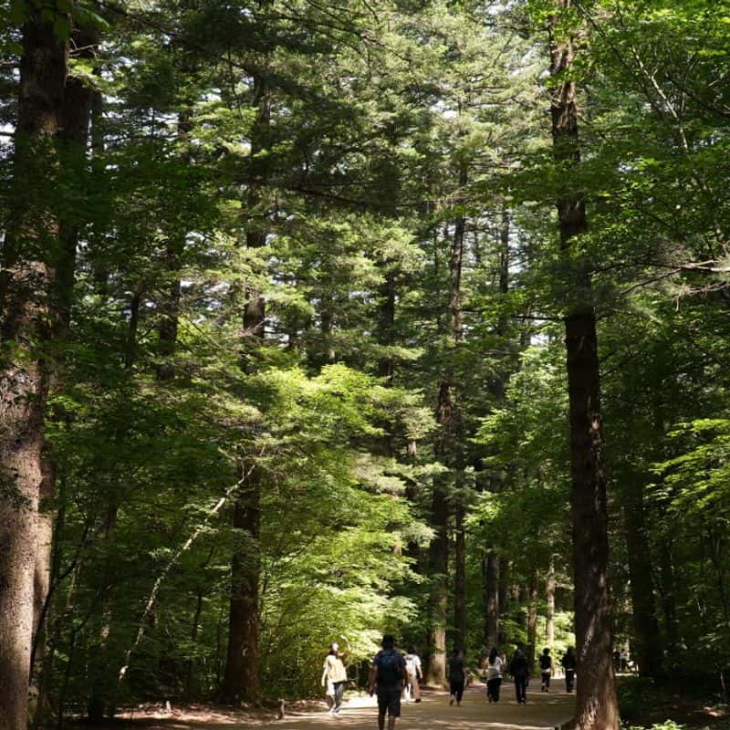 [평창] 명소 뚜벅이 여행 : 오대산과 삼양목장 사진 7